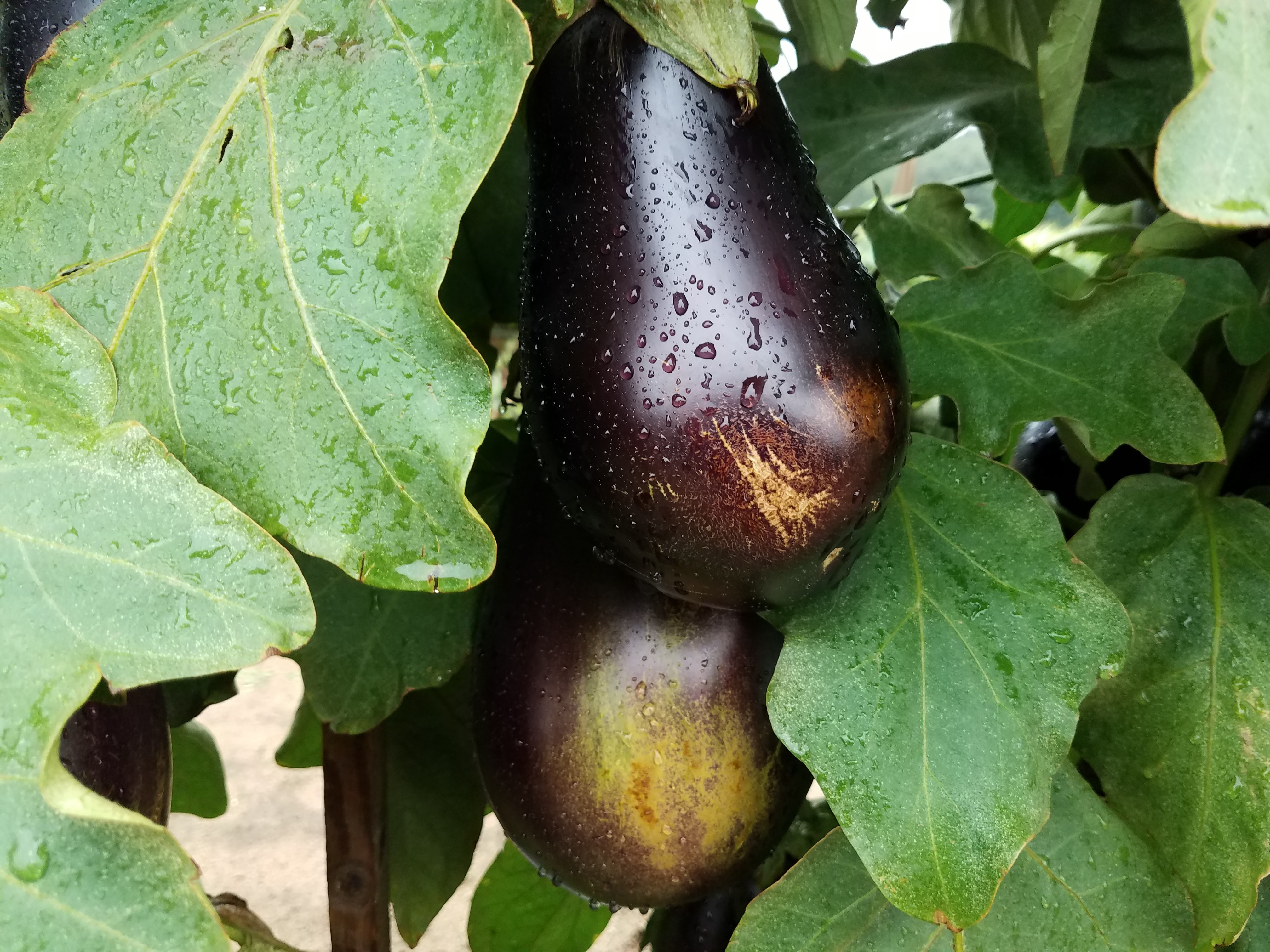 eggplant blemishes
